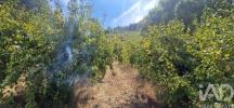 Acheter Terrain MAFRA r�gion LISBOA
