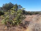 Acheter Terrain LOULE r�gion FARO