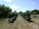 Acheter Terrain 32767 m2 BEJA