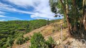 Acheter Terrain 32767 m2 SILVES