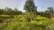Acheter Terrain 840 m2 OLIVEIRA-DO-HOSPITAL