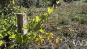 Acheter Terrain 240 m2 PEDROGAO-GRANDE